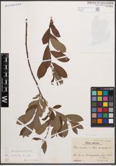 Foto von Salix cinerea L.